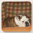 Search for resting barware Sitting