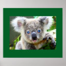 Recherche de koala bébé posters Pour tous