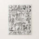 Recherche de crâne humain puzzles Mort