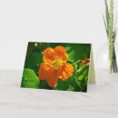 Recherche de fleurs comestibles cartes postales Orange