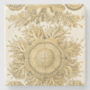 Search for anemone barware Ernst haeckel