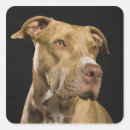 Search for pit bull terrier stickers Colour image