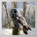 Search for grey owl posters Bird