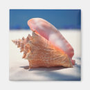 Search for beach shells magnets Sand