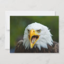 Search for screaming eagle America