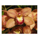 Search for orange orchid posters Peach