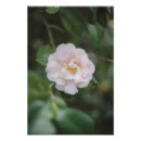 Recherche de camellia posters Printemps