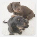 Search for miniature dachshund stickers Dog