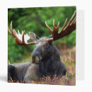 Search for moose binders Wildlife