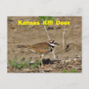 Recherche de oeil brun cartes postales Oiseau