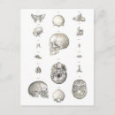 Recherche de anatomique cartes postales Corps humain