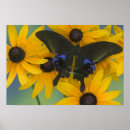 Search for peacock butterfly art Insect