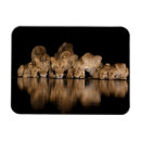 Search for water animal magnets Cat
