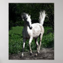 Search for arabs photography Arabian