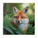 Recherche de renard carreaux Sauvage