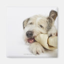 Search for loneliness magnets Horizontal