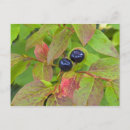 Recherche de myrtille cartes postales Plante