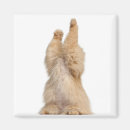 Recherche de persan magnets Mignon