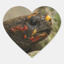 Search for tortoise stickers Reptile