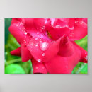 Search for beautiful roses posters Valentine
