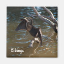 Search for anhinga Avian