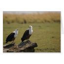 Recherche de chobe cartes postales Le botswana