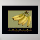 Recherche de bananier posters Tropical