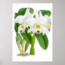Recherche de vintage orchidee posters Pour tous