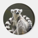 Recherche de lemur magnete Sauvage