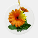 Search for gerbera daisy ornaments Nature