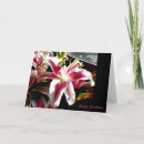 Search for stargazer lily birthday cards For her