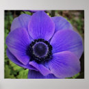 Search for windflower posters Bloom