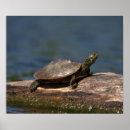 Search for turtle shell posters Wildlife