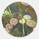 Search for lily pad stickers Pond
