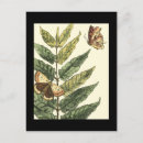Search for leaf insect postcards Insects