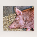 Search for pig puzzles Farms