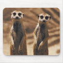 Search for staring mousepads Photography