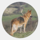Search for looking down stickers Dog