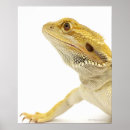 Recherche de blooded posters Shells