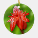 Recherche de fleurs exotiques ornements Tropical