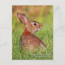 Search for cottontail Photography