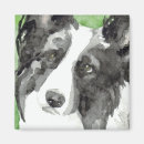 Recherche de chien de border collie magnets Canin