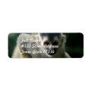 Search for monkey return address labels Primate