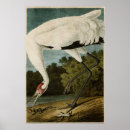 Search for whoops posters John james audubon