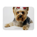 Recherche de yorkshire terrier magnets Petit