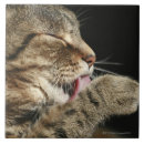Recherche de pattes de chat carreaux Animal