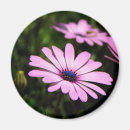 Search for daisy picture magnets Botanical