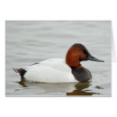 Search for canvasback Nature