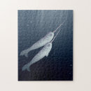 Recherche de narwhal puzzles Baleine