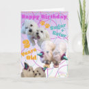 Search for malteses Dogs